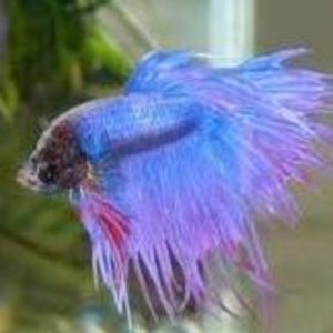 Meet your Posher, Bubba